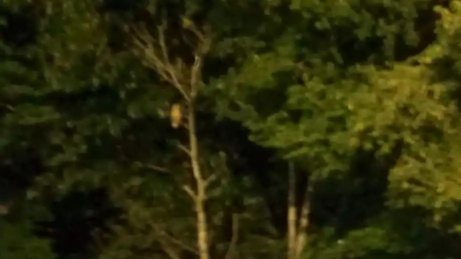 A very unphotogenic owl