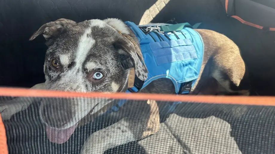 Drax all loaded up and ready to go