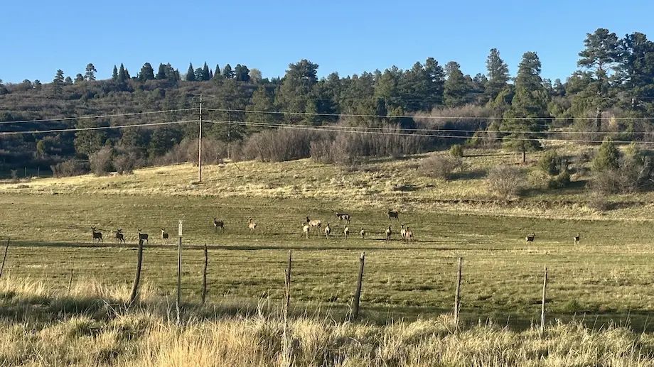 Deer outside Chama NM