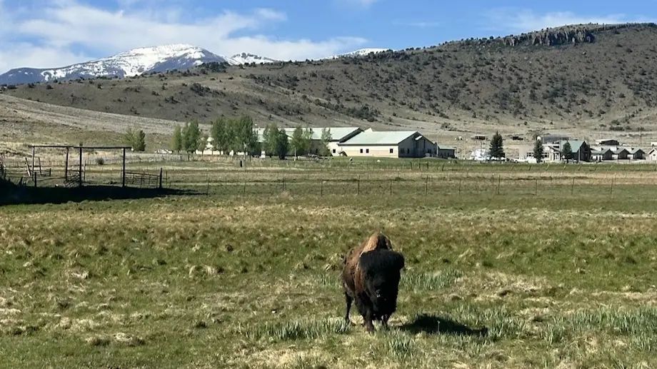 Buffalo outside Del Norte Colorado