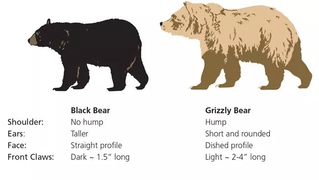 Image courtesy of the [National Park Service](https://home.nps.gov/glac/planyourvisit/bears.htm)