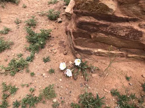 Salinas Pueblo Missions